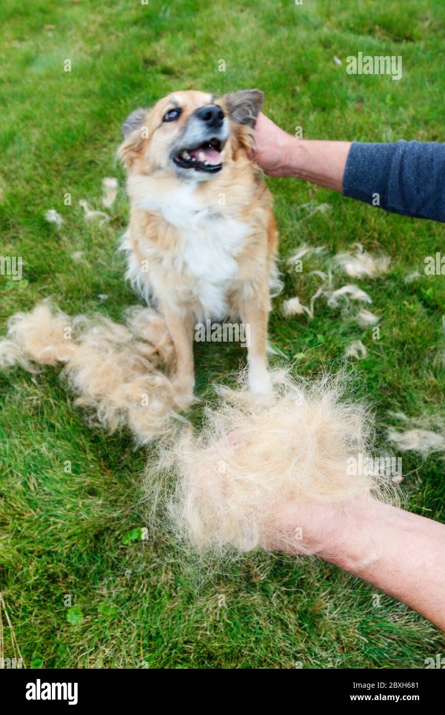 The man is holding a clump of dog fur. The dog sheds his hair (moulting