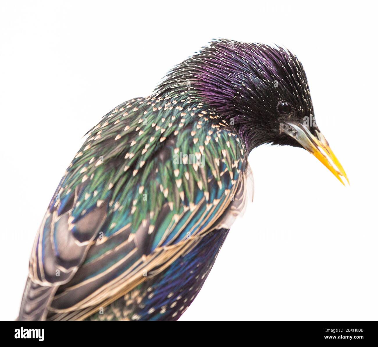 Starlings in flight, fighting over Mealworms. Stock Photo