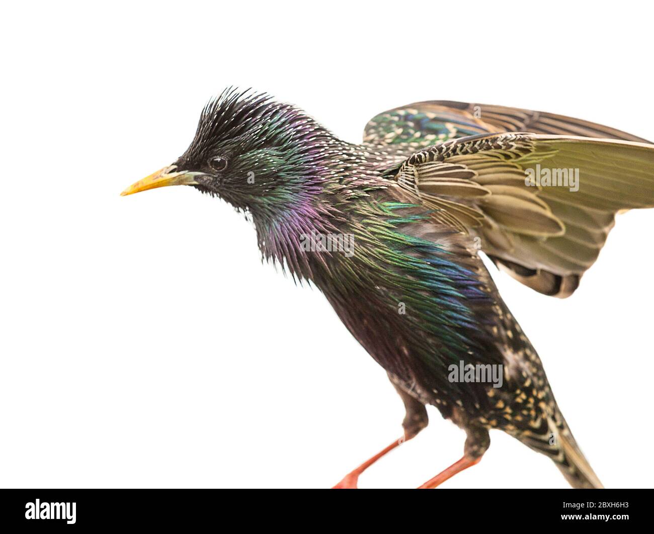 Starlings in flight, fighting over Mealworms. Stock Photo