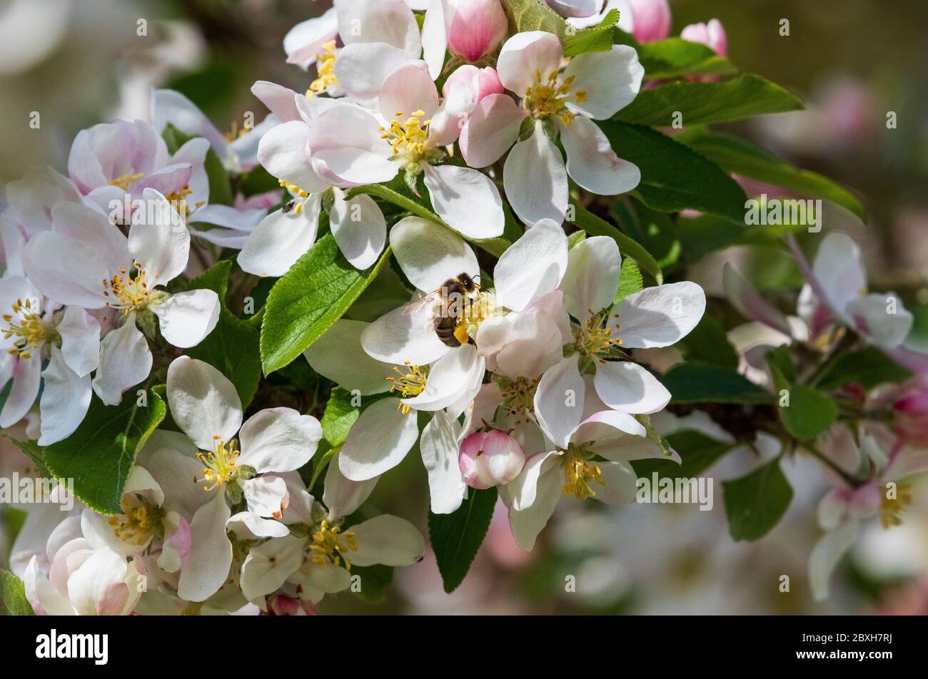 honey bee on apple blossom apis melifera melifera Stock Photo