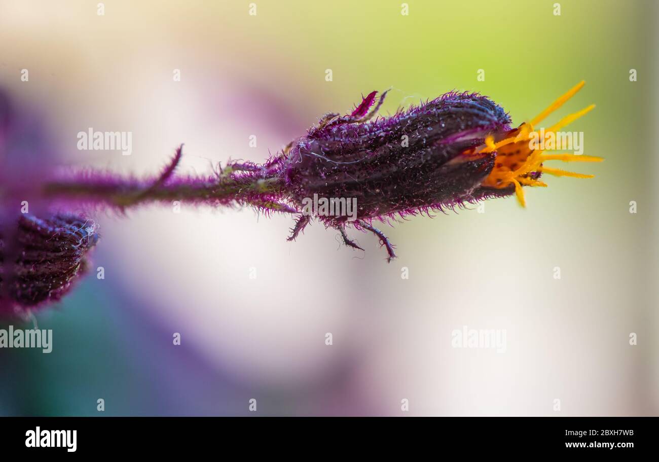 Detail of a flower of a Gynura aurantiaca, a purple plant, which gives off an unpleasant smell. Stock Photo