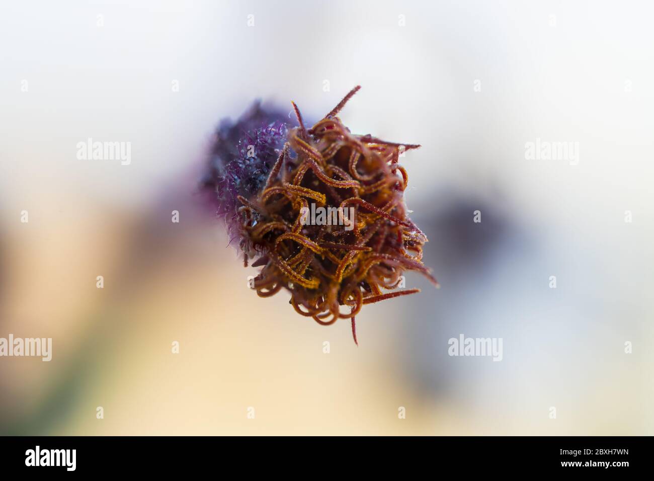 Detail of a flower of a Gynura aurantiaca, a purple plant, which gives off an unpleasant smell. Stock Photo