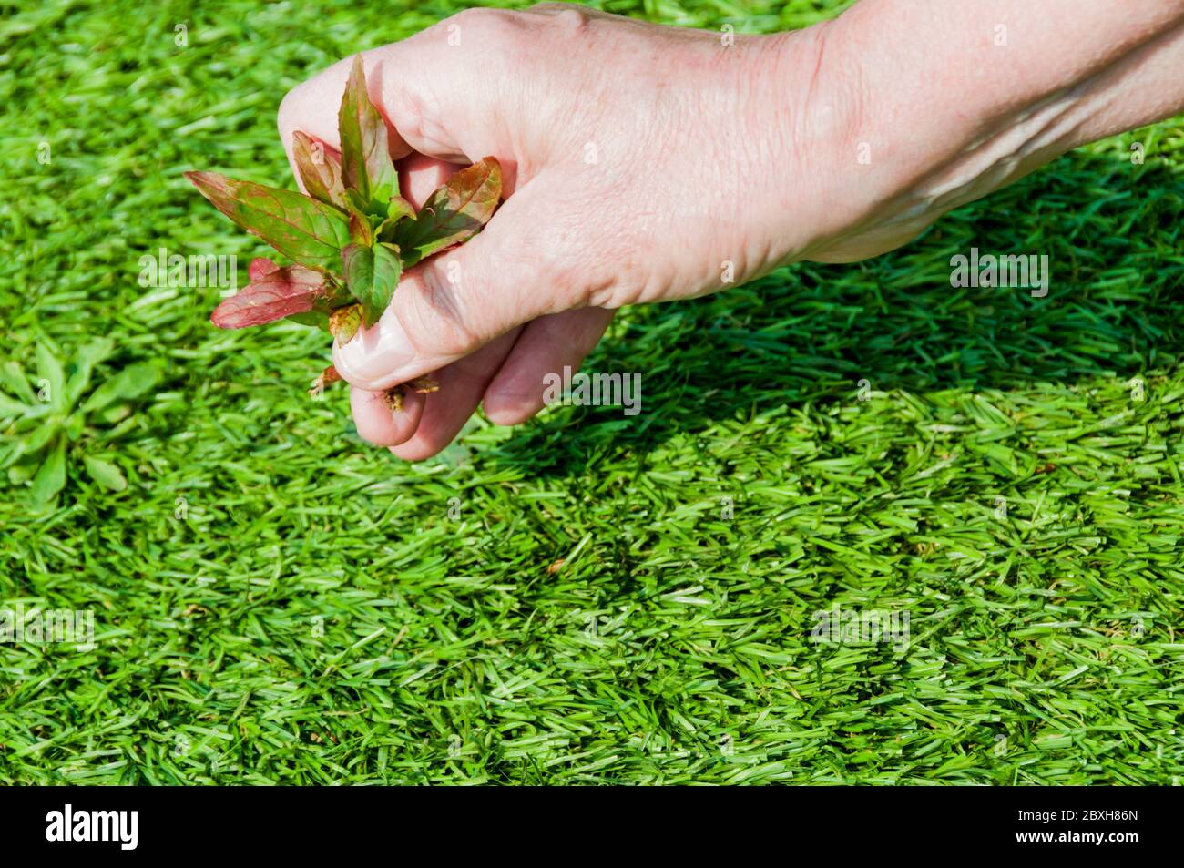 Woman pulling surface weeds from an artificial grass or astroturf lawn - needs regular weeding to remove airborne self-sown weeds from surface. Stock Photo