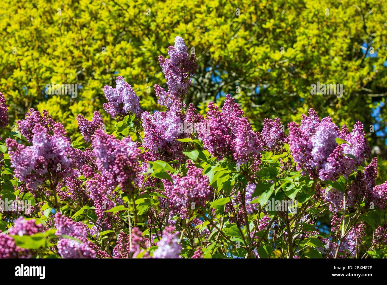 lilac syringa vulgaris Stock Photo