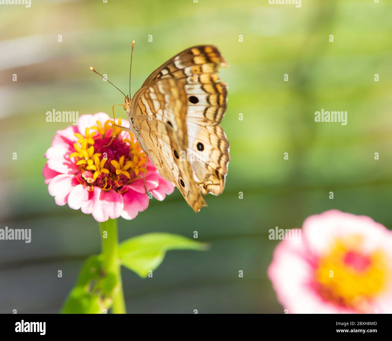 A white peacock butterfly on a zinnia flower Stock Photo - Alamy