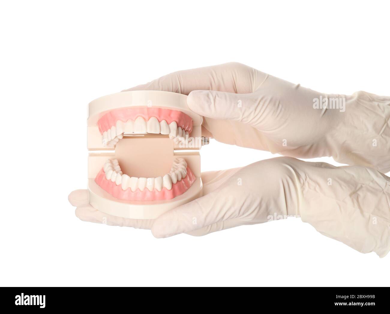 Hands of dentist with model of jaw on white background Stock Photo - Alamy