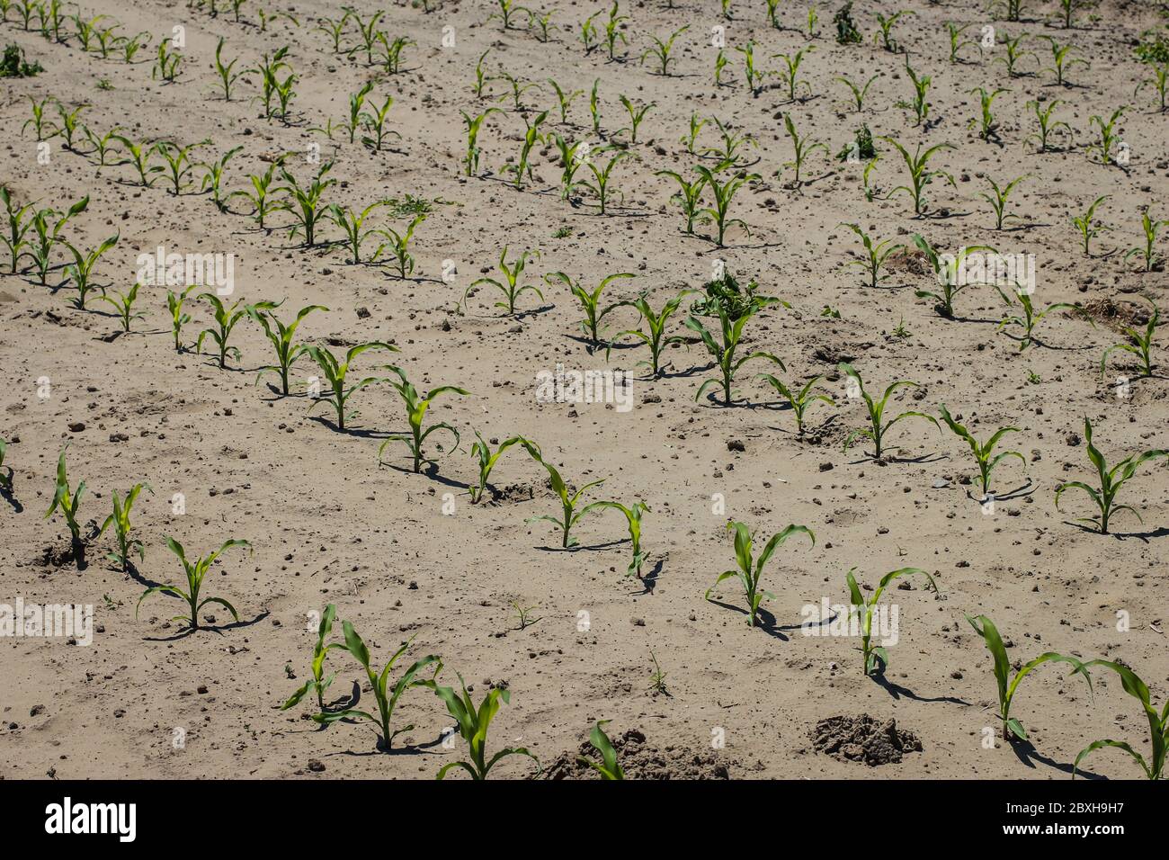 Filed with young corn plants at Subotica Sand in Vojvodina, Serbia Stock Photo