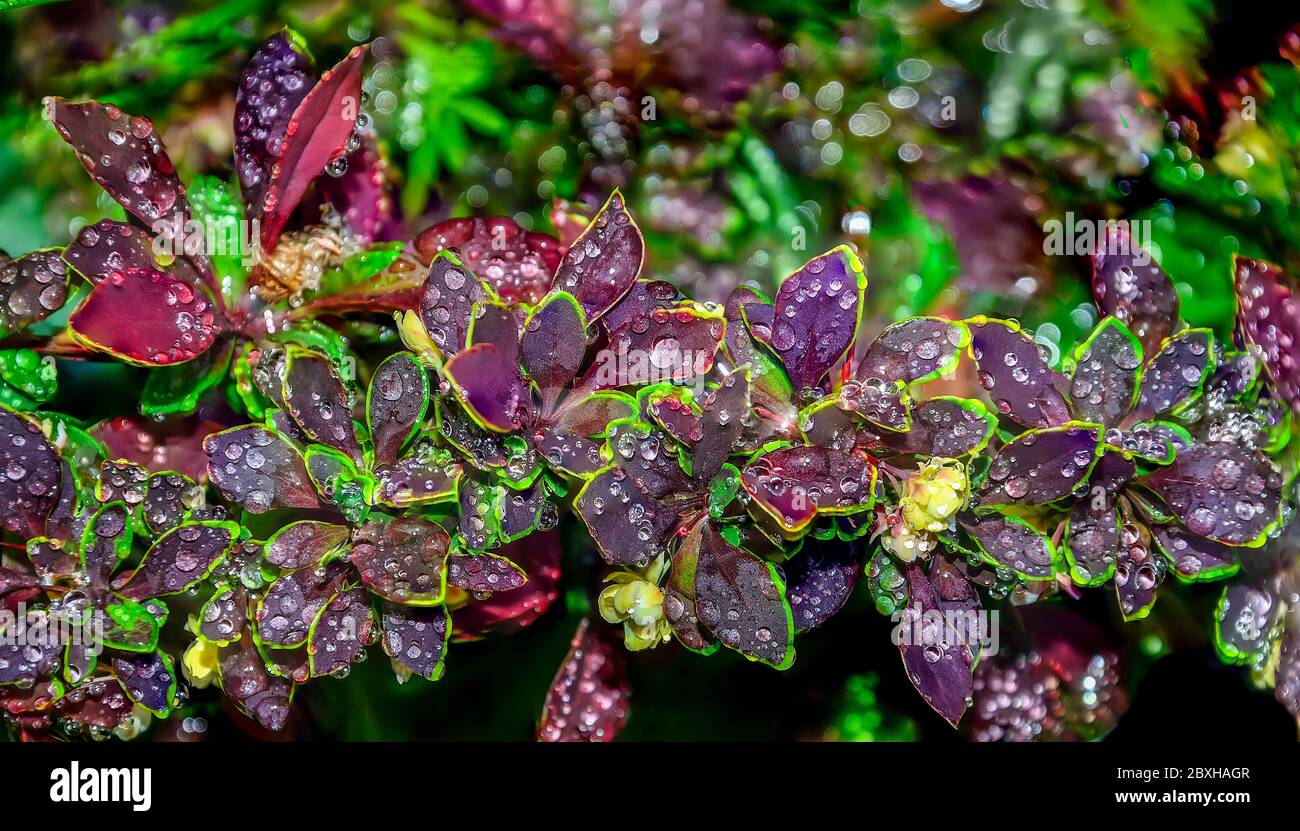 Dark maroon leaves with yellow-green edges of Berberis thunbergii Coronita  - colorful ornamental plant for garden landscaping. Twig of barberry with Stock Photo