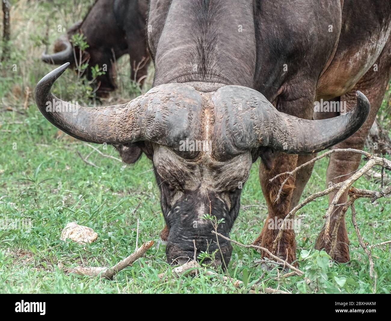 Büffel auf Safari , Krüger Nationalpark Stock Photo