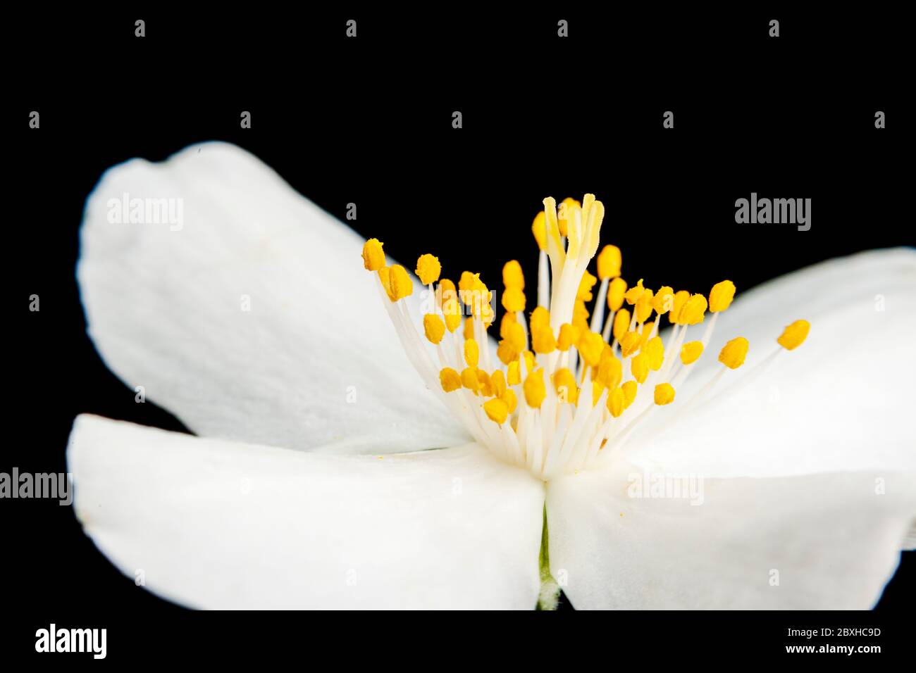 Low-angle macro view of the pistil, anthers and stamens in an open four-petal flower of the European pipe bush (lat .: philadelphus coronarius). Stock Photo