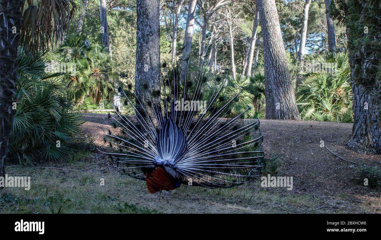 Peacock's back on the natural park background. Wild fauna in nature concept. Stock Photo