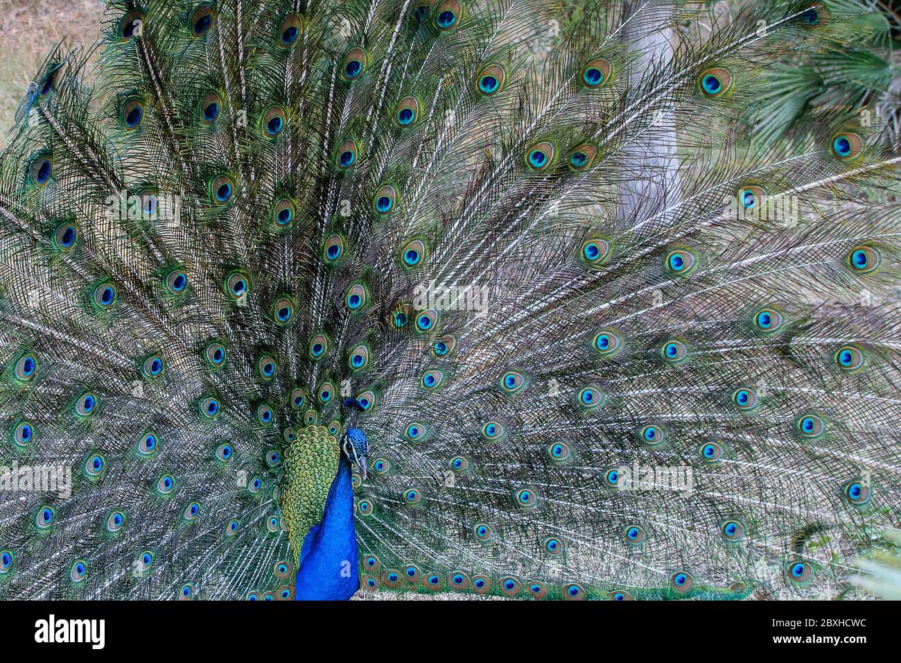 Wild bird peacock, beautiful colorful tail.Wild fauna in nature concept. Stock Photo