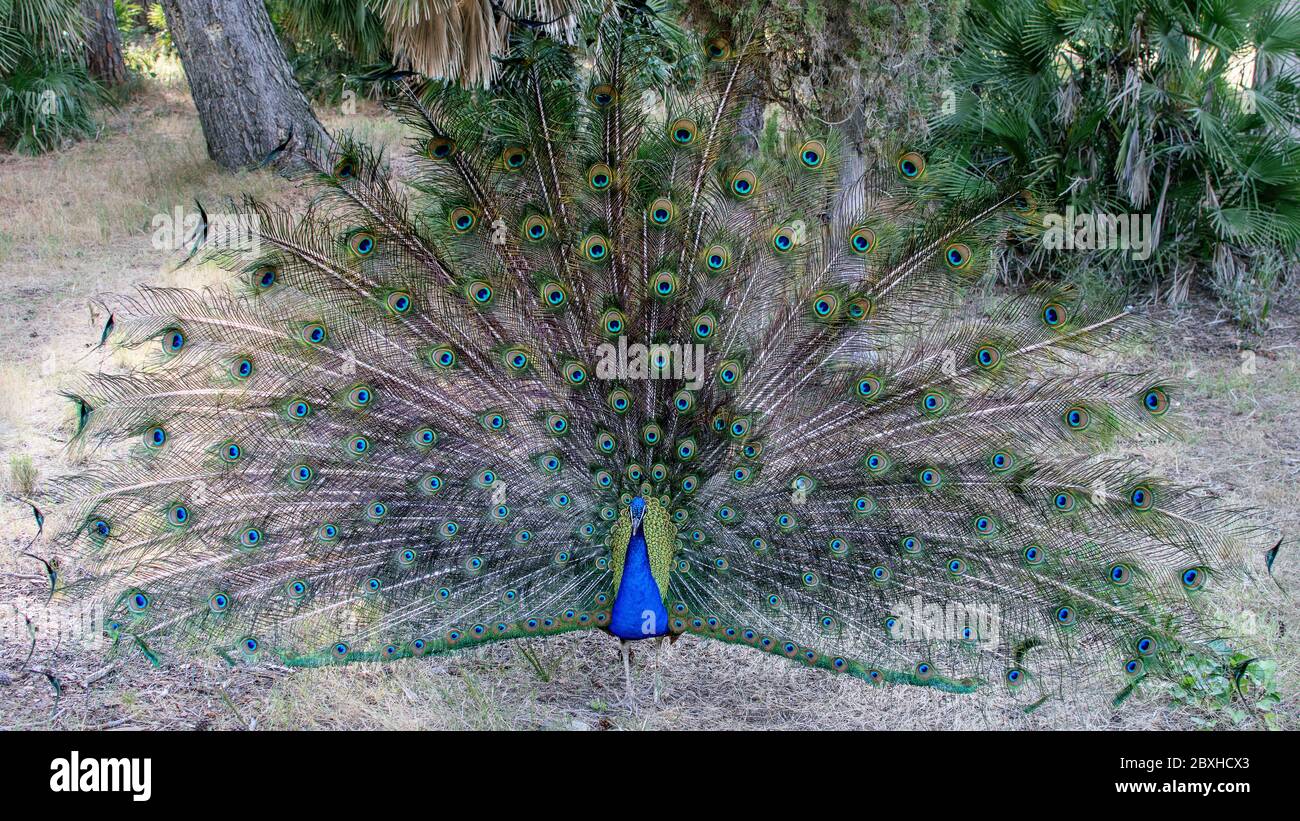 Beautiful bird peacock in natural park. Colorful peacock's tail. Wild fauna in nature concept. Stock Photo