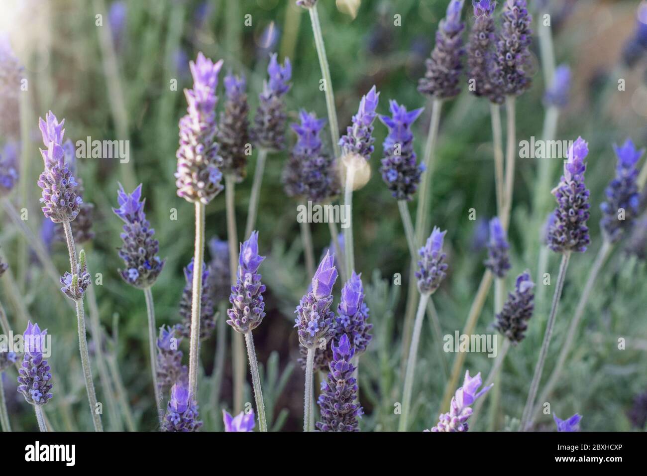 Beautiful lavender flowers background closeup. Springtime, gardening ...