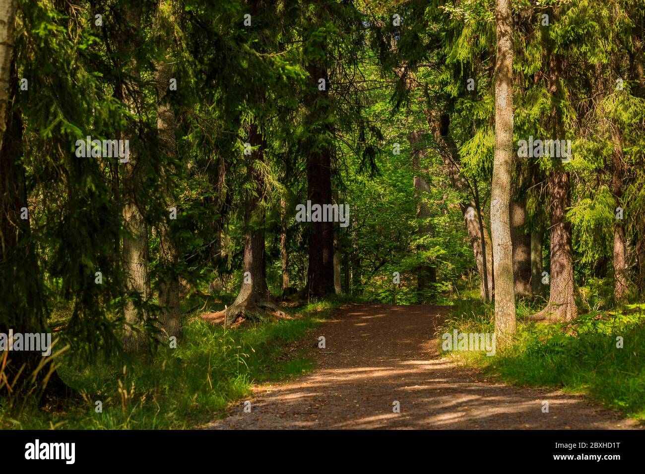 Path through a wild Swedish forest lined with fur trees with a blurred background on a sunny summer day, near Stockholm Sweden Stock Photo