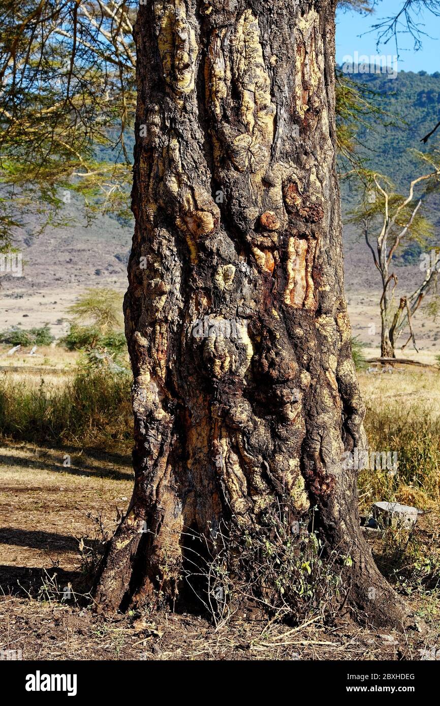 Yellow bark acacia trees, close-up, Acacia xanthophloea, gnarled bark on bottom, texture, fever tree, hard wood, nature, Ngorongoro Crater, Tanzania; Stock Photo