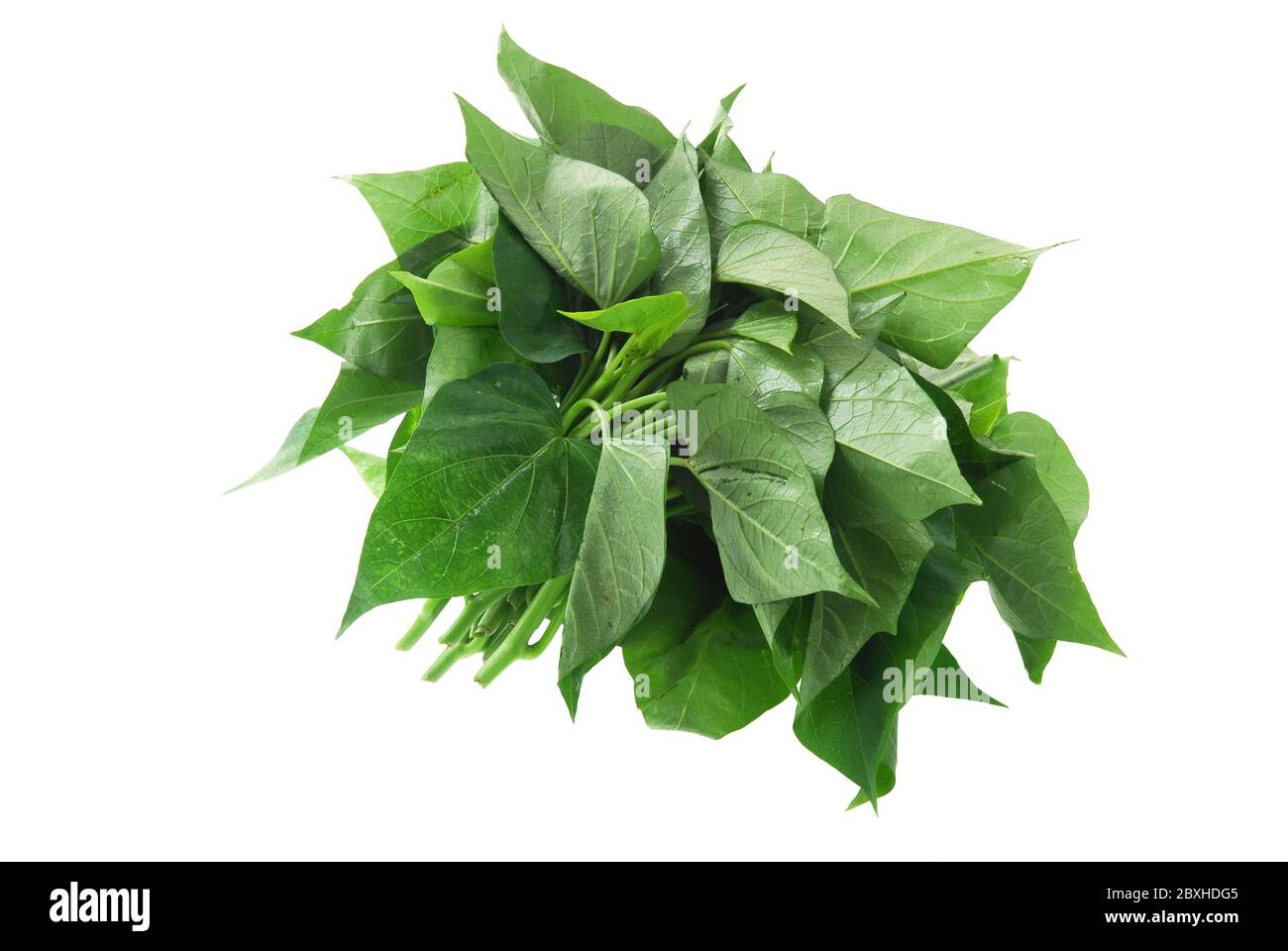 Leaves of a sweet potato plant Cut Out Stock Images \u0026 Pictures - Alamy, image size:1300x960