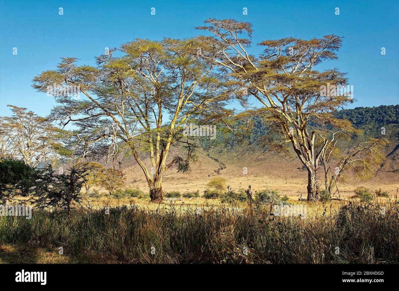 Yellow bark acacia trees, Acacia xanthophloea, smooth bark at top, gnarled bark on bottom, fever tree, hard wood, feathery foliage, nature, scene, lan Stock Photo