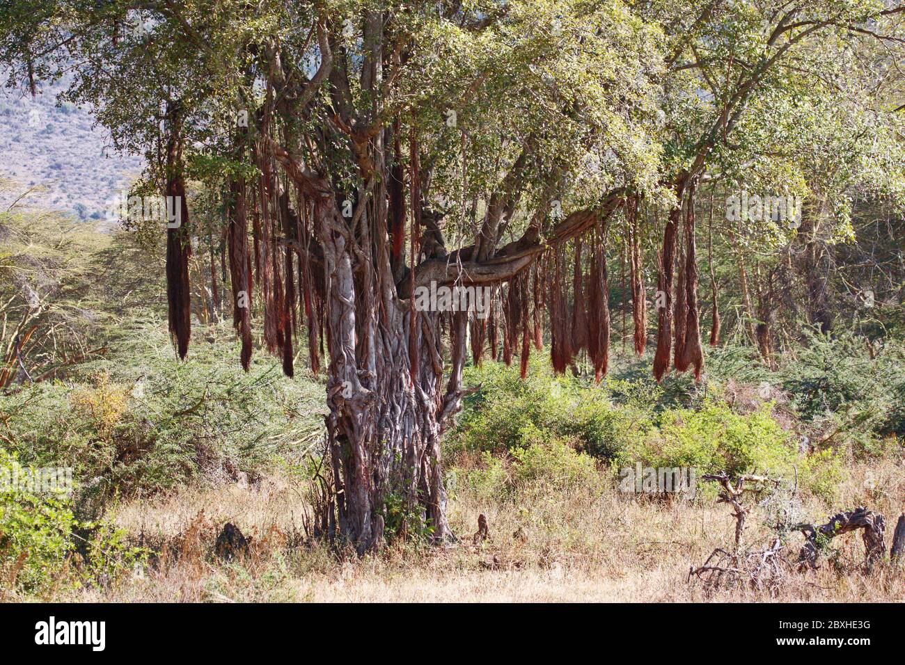 Strangler fig tree; feathery appendages hanging; nature; many trunks; Ficus aurea, deciduous, Ngorongoro Crater; Tanzania; Africa Stock Photo