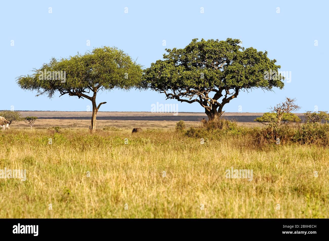 Acacia tortilis; African icon; Umbrella tree; Kigelia africana, sausage