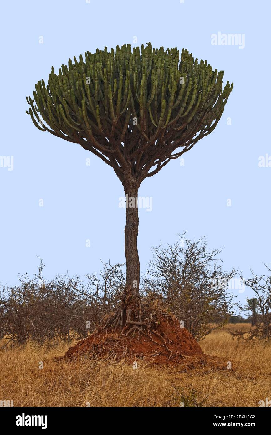 Umdlebe Tree Umdlebe Tree
