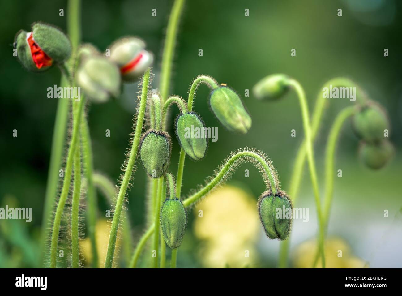 Bizarre shot of green buds of poppies with bokeh background Stock Photo