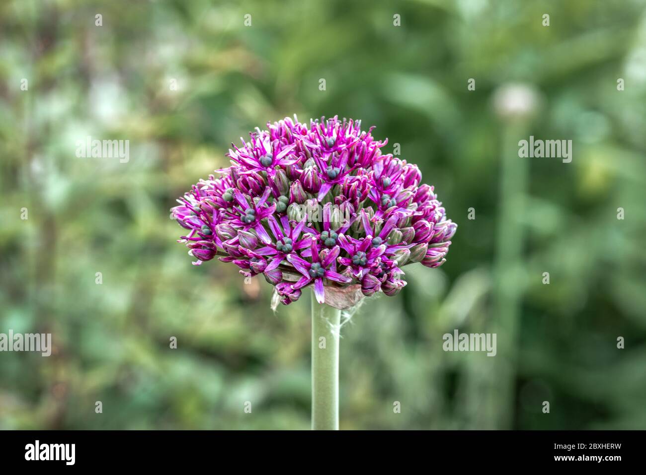 Close up of a half open bud of purple onion flower (allium) isolated in front of a green bokeh background Stock Photo