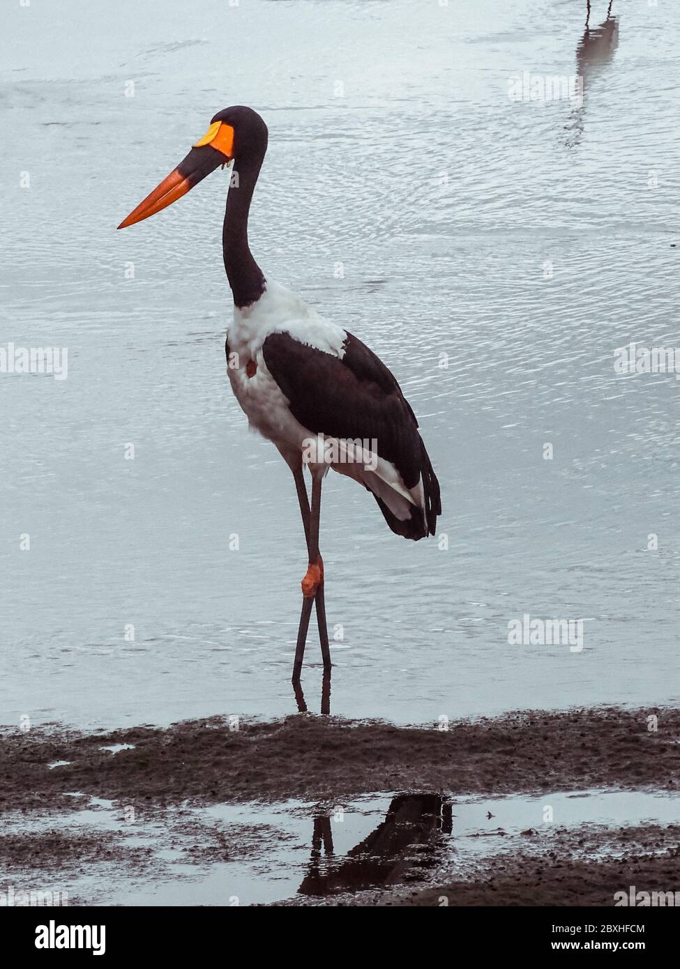 Vogel auf Safari im Krüger Nationalpark Stock Photo