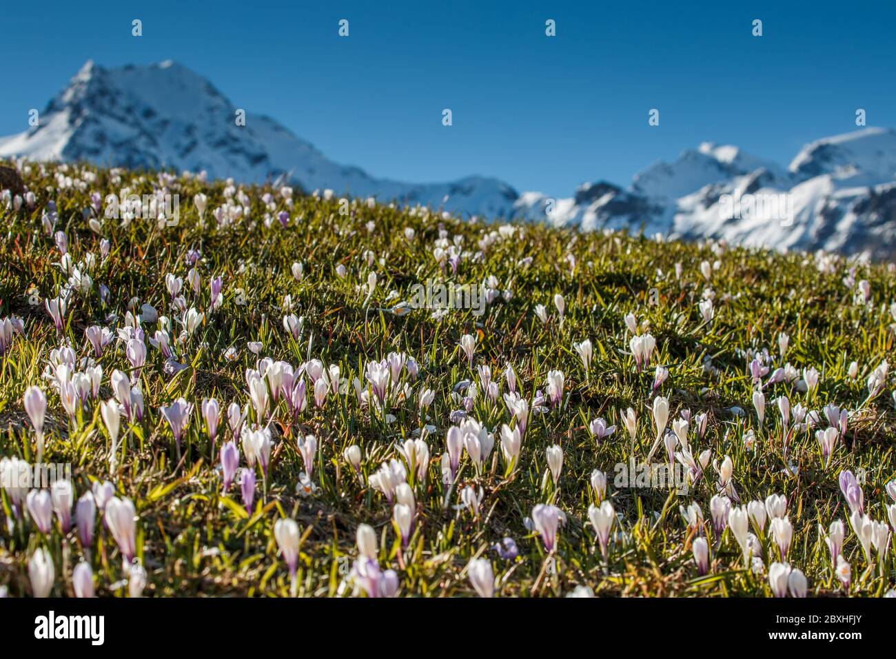 Blühende Krokusse vor schneebedeckten Bergen Stock Photo