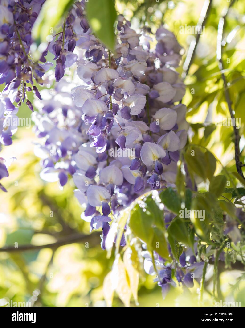 Wysteria in bloom, wisteria, purple wisteria blossom, wisteria flowers in bloom Stock Photo Alamy