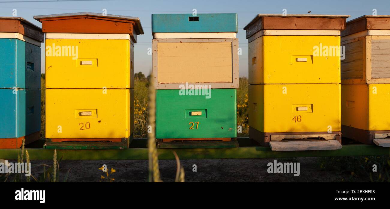 Apiculture natural honey production. Hives in an apiary with bees ...