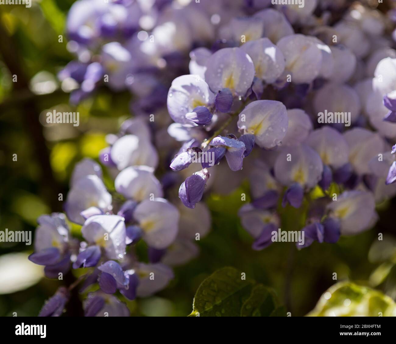 Wysteria in bloom, wisteria, purple wisteria blossom, wisteria flowers
