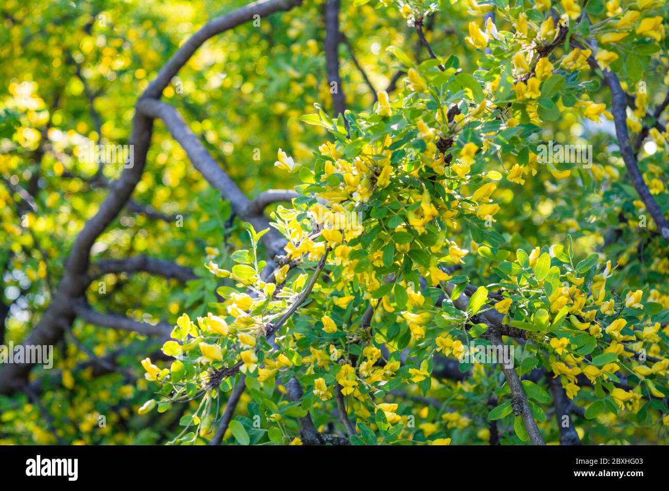 Flowers of yellow acacia shrub on shallow depth background. Close-up blooming Caragan arborescenes tree Stock Photo