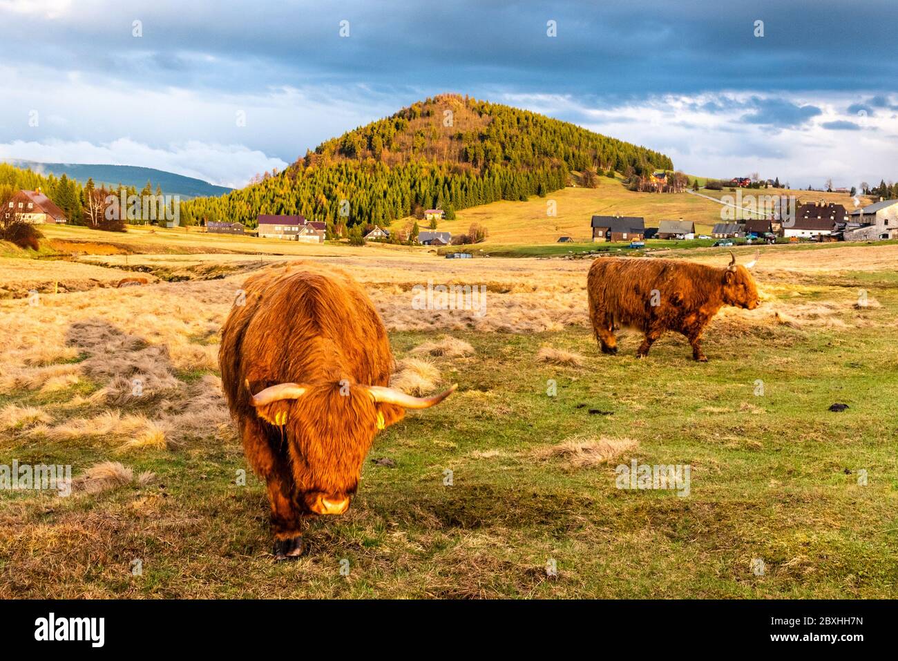 Highland cattle - Scottish breed of rustic cattle in Jizerka village with Bukovec mountain on the background. Jizera Mountains, Czech Republic. Stock Photo