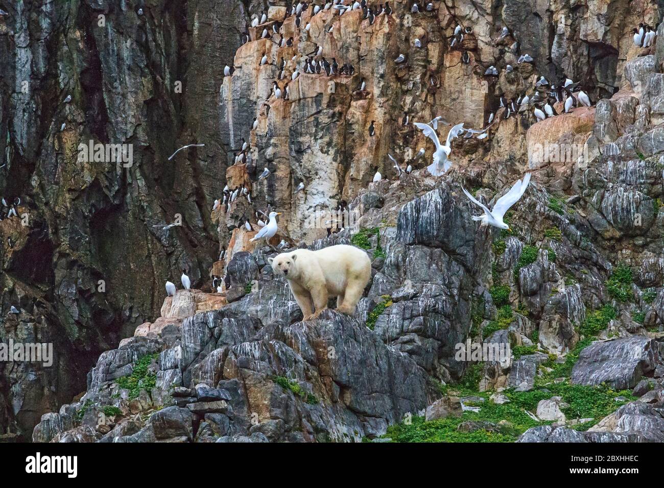 Young male polar bear rests and hunts nesting seabirds on rocky cliff of Coburg Island, NW Passage, Nunavut, arctic Canada. Stock Photo