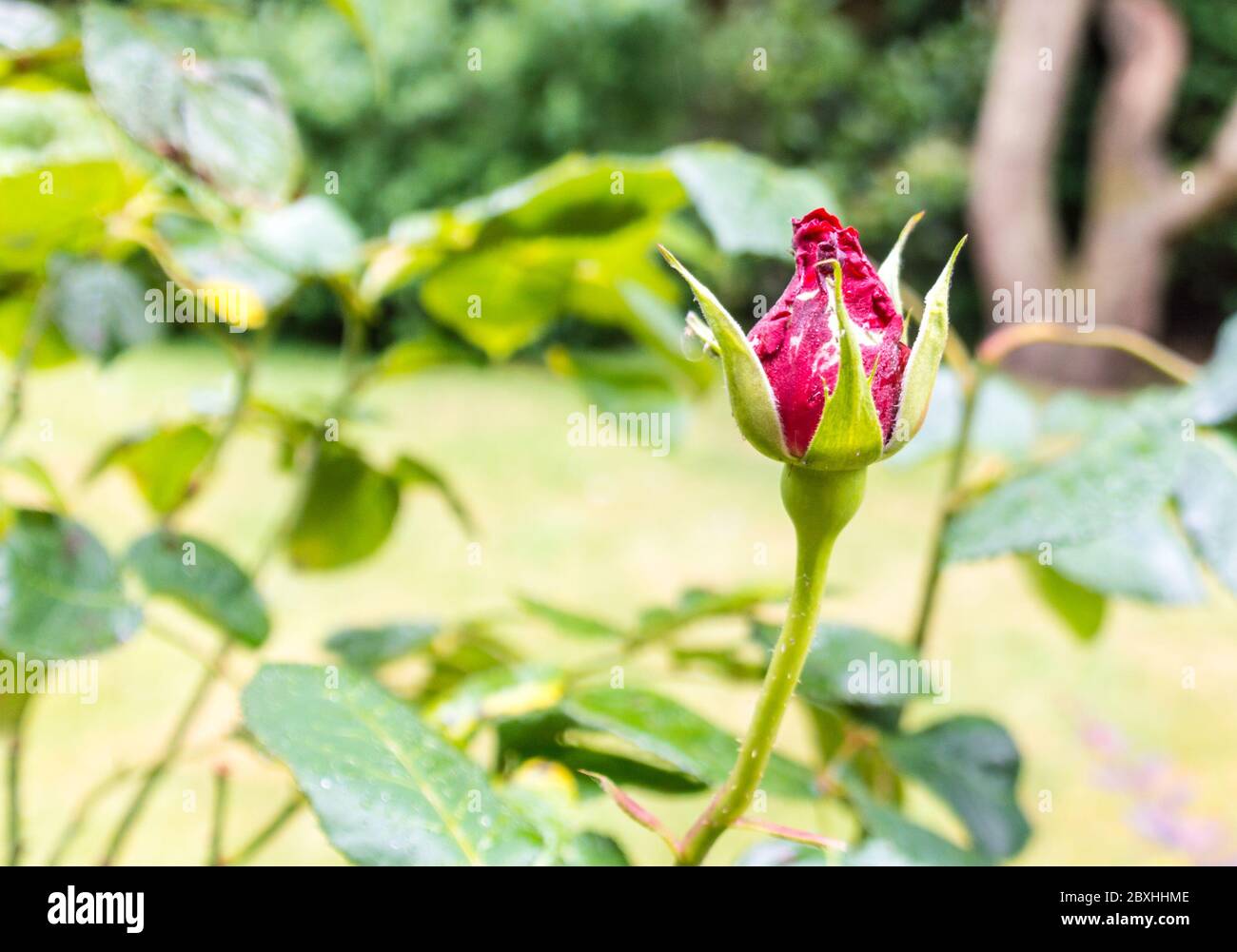 Single rose bud in house grown rose plant Stock Photo Alamy