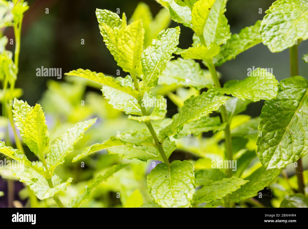 Mint herb plant Stock Photo Alamy