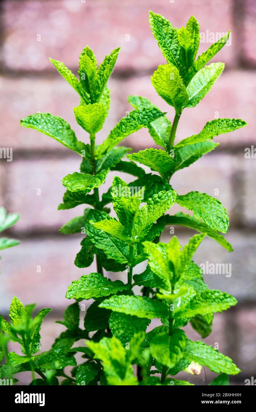 Mint herb plant Stock Photo Alamy