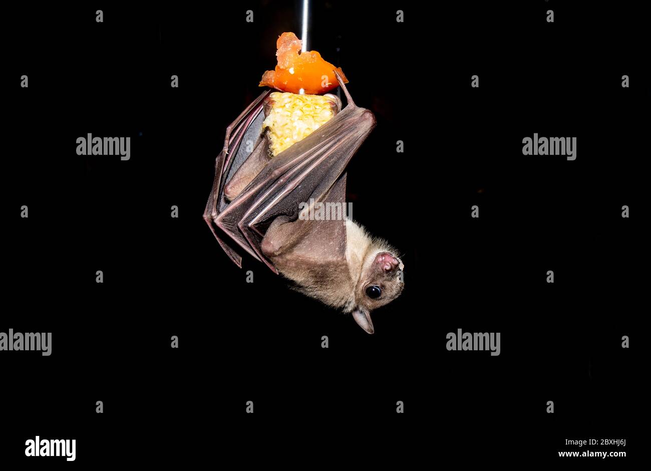Fruit bats eating and flying Stock Photo Alamy