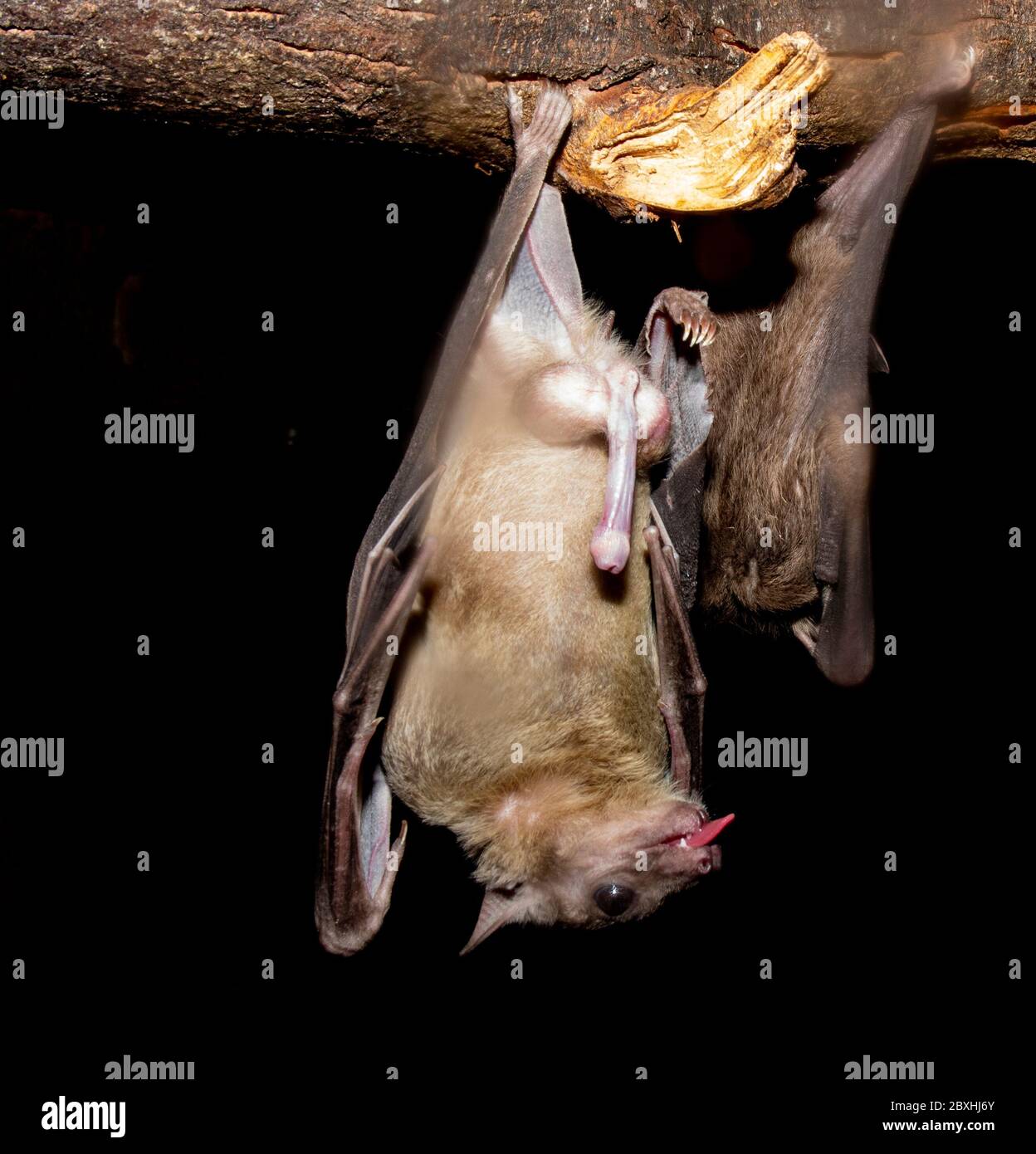 Fruit bats eating and flying Stock Photo