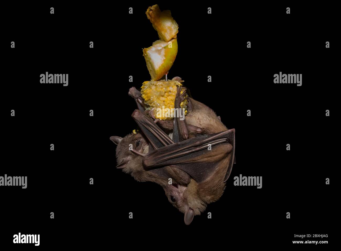 Fruit Bats in flight and Eating Stock Photo