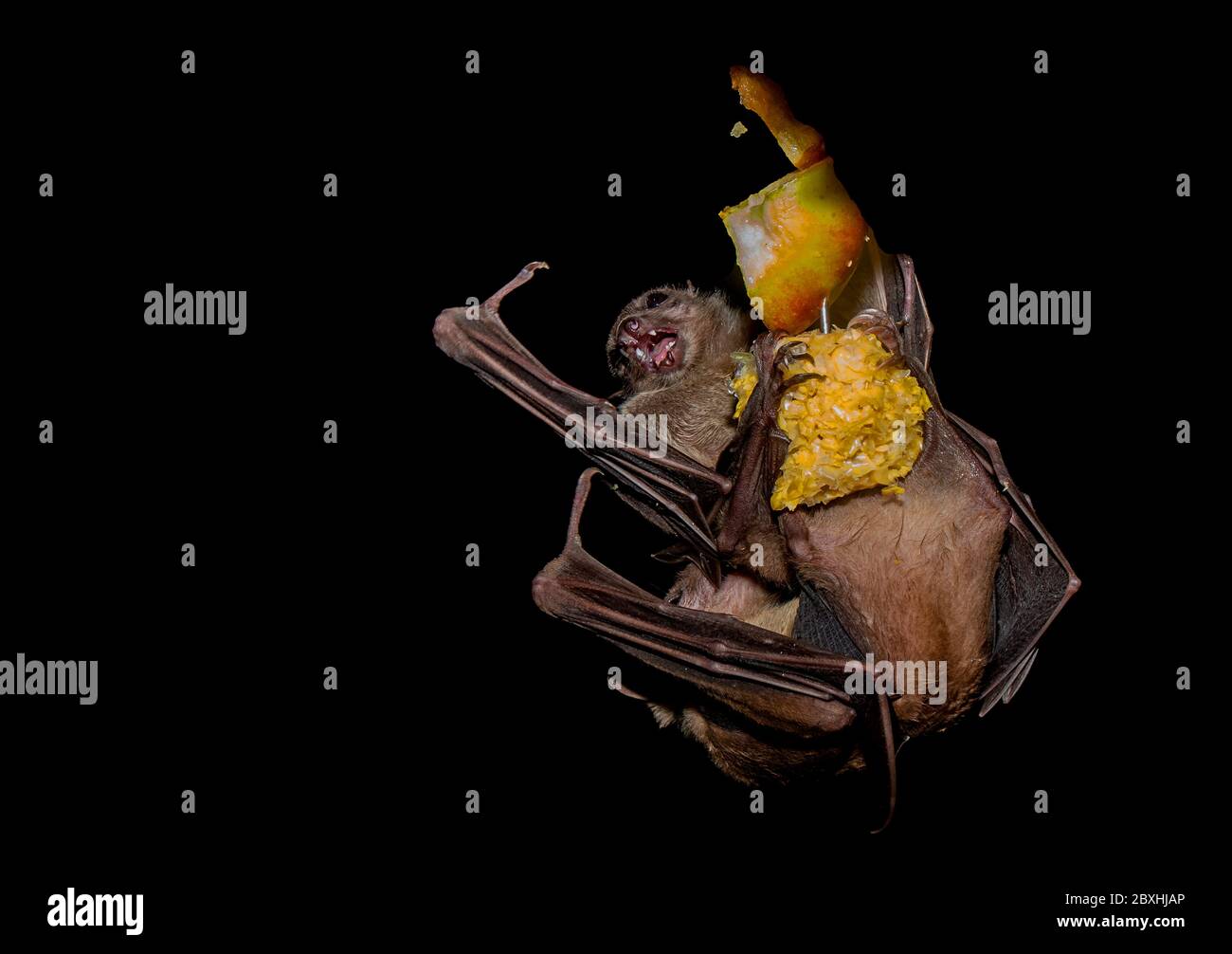 Fruit Bats in flight and Eating Stock Photo Alamy