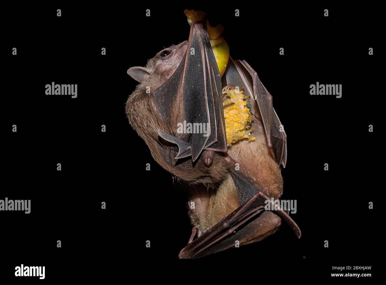 Fruit Bats in flight and Eating Stock Photo