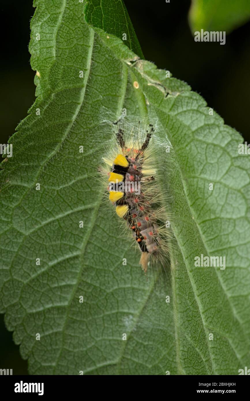 On the underside of this leaf a vapourer catterpillar undertakes the initial stages of weaving a cocoon, with the aim to turn into a rusty tussock mot Stock Photo