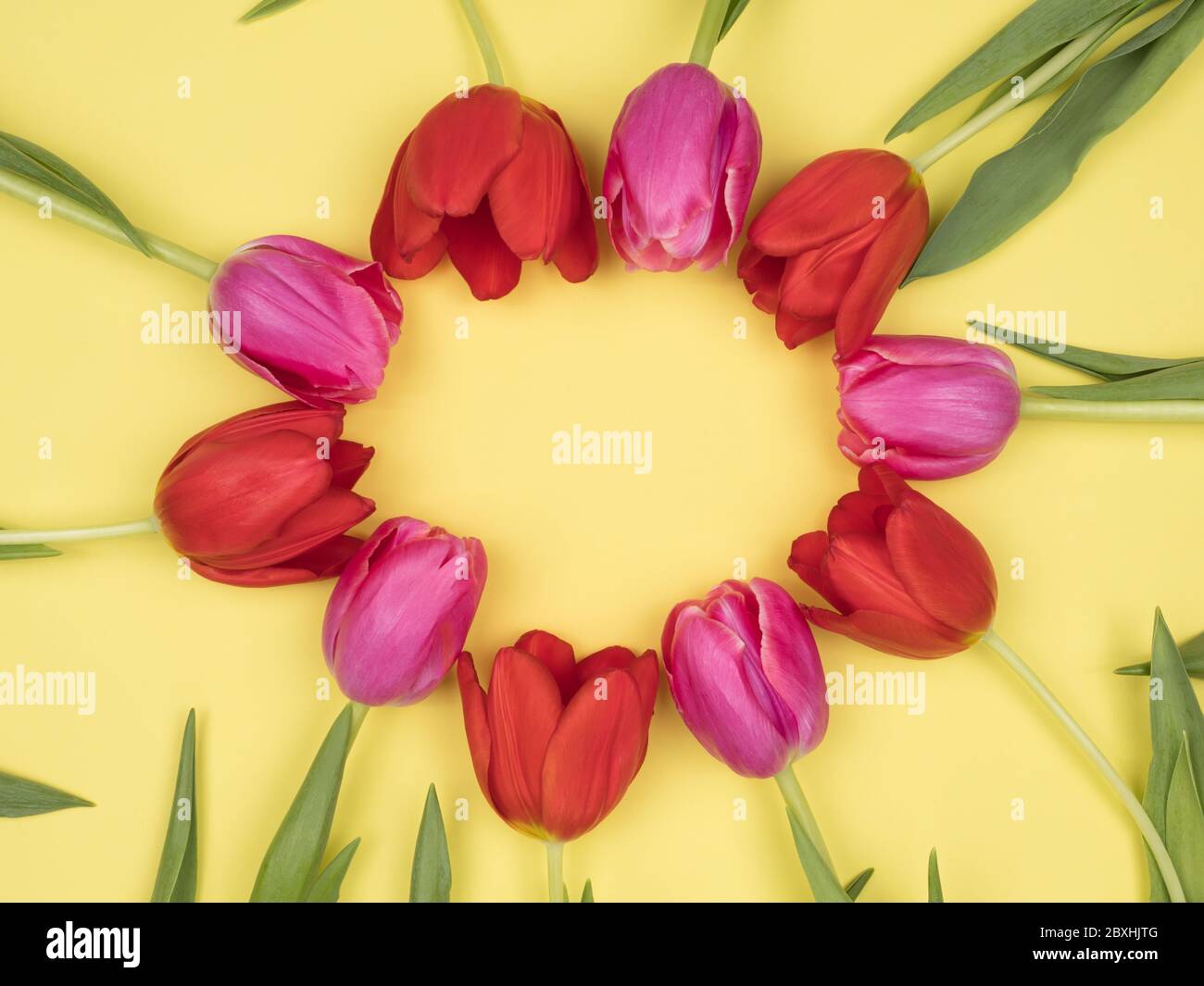 Festive tulips on a yellow background. Stock Photo