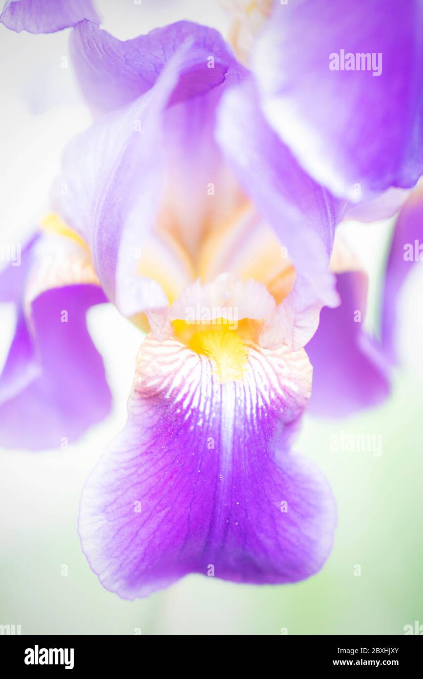 Purple Iris taken with a large aperture for a dreamy look Stock Photo