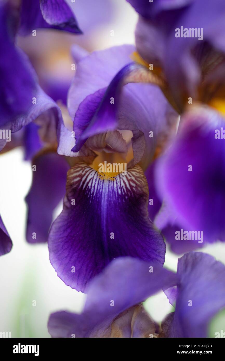 Purple Iris taken with a large aperture for a dreamy look Stock Photo