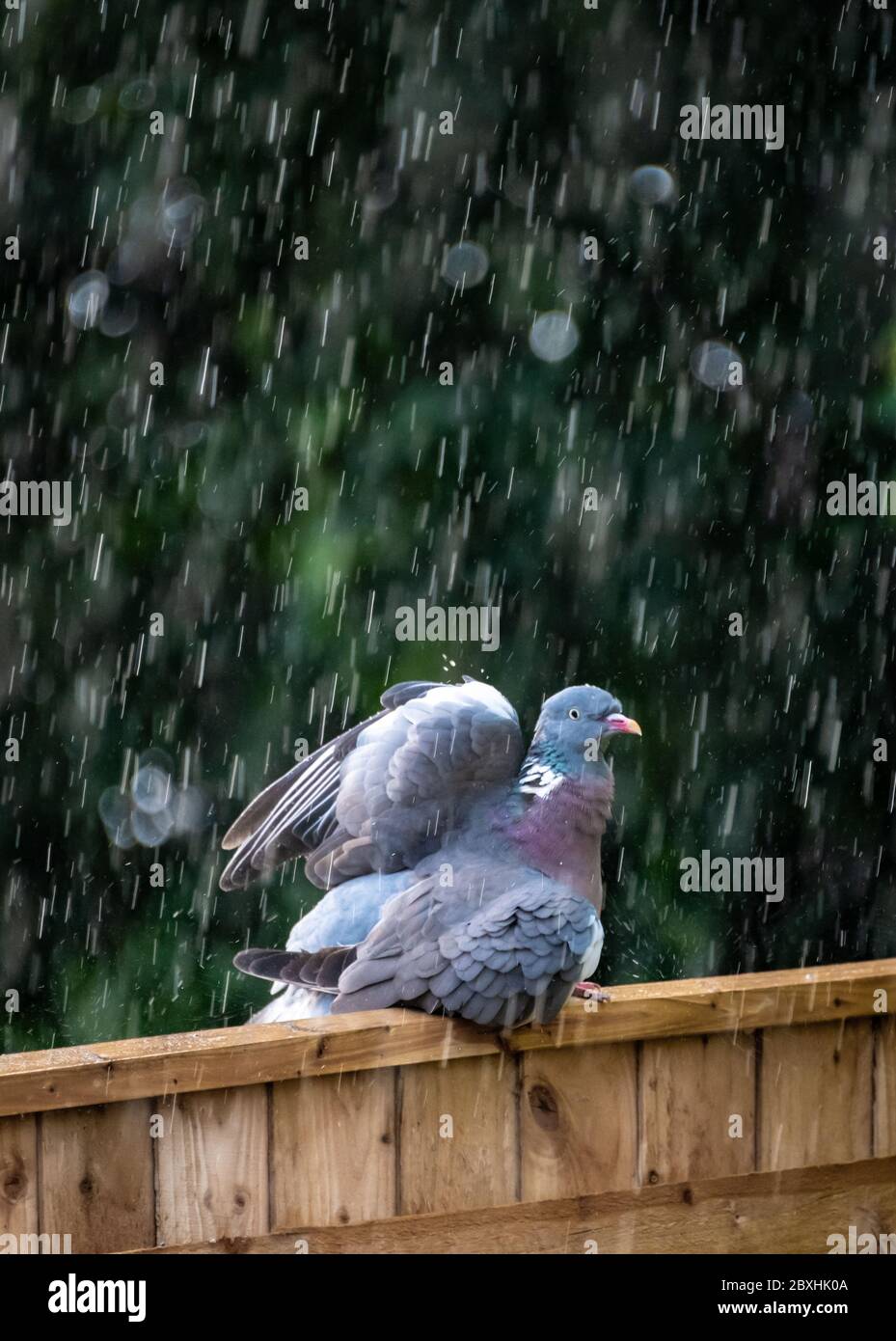 Poole, UK. Sunday 7 June 2020. A pigeon makes the most of the heavy rain and washes its feathers. Credit: Thomas Faull/Alamy Live News Stock Photo