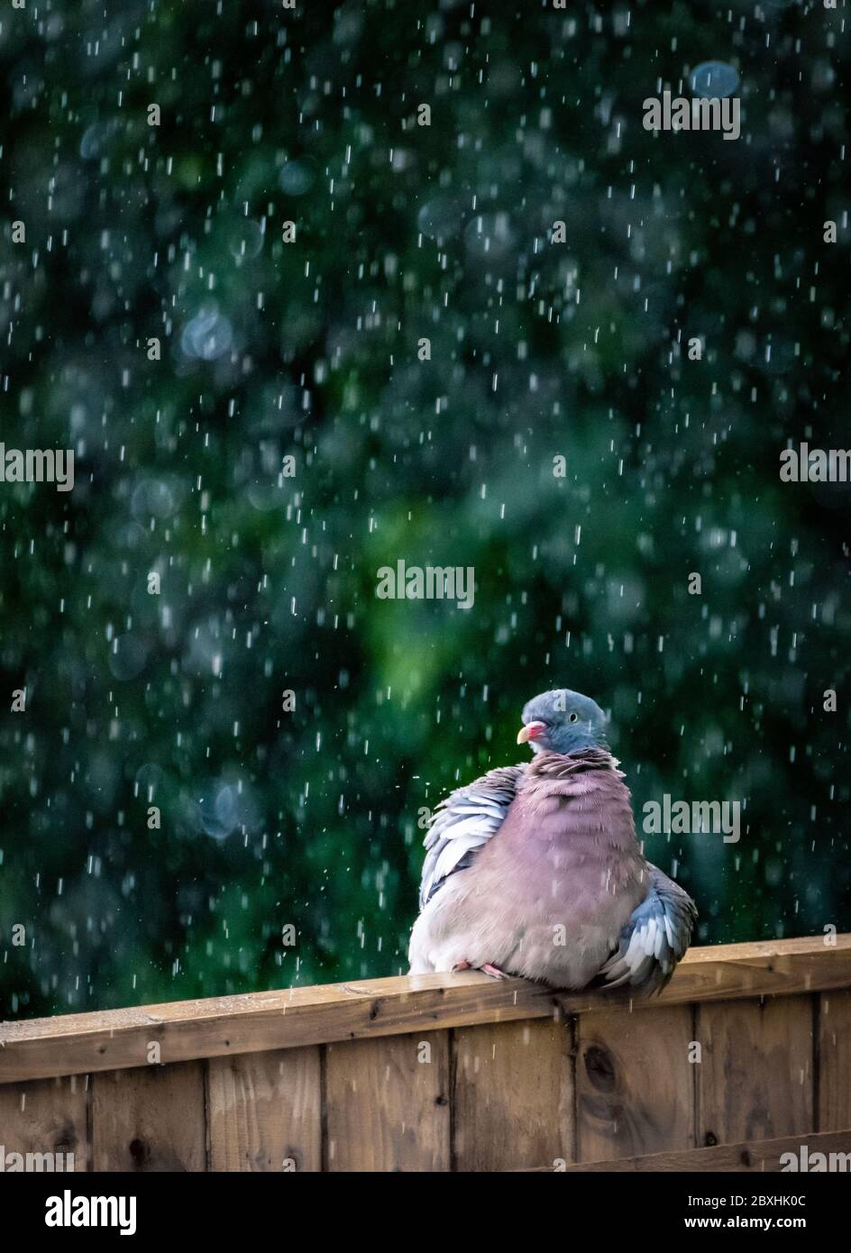 Poole, UK. Sunday 7 June 2020. A pigeon makes the most of the heavy rain and washes its feathers. Credit: Thomas Faull/Alamy Live News Stock Photo