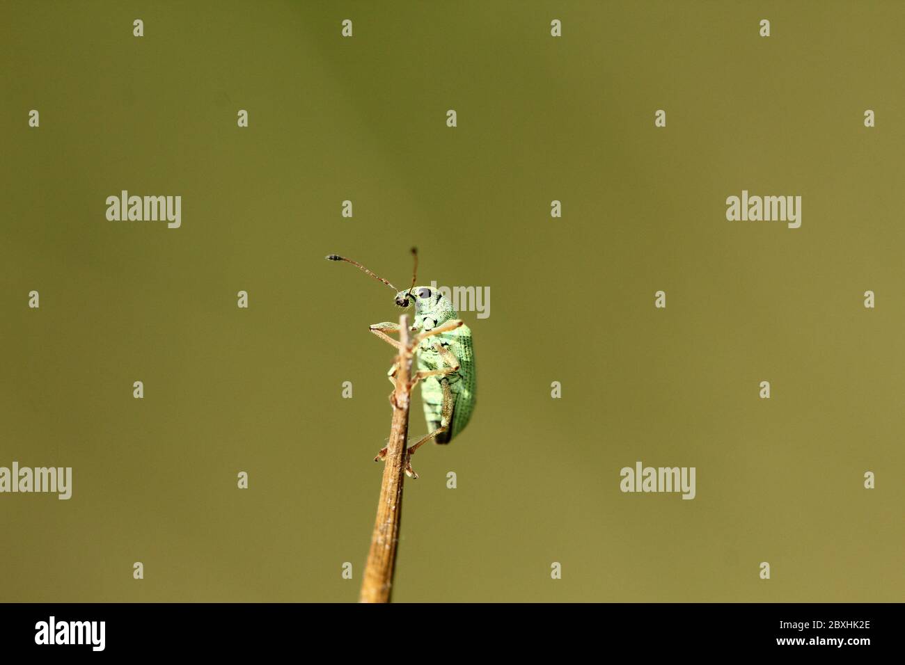 Broad-nosed weevil (Polydrusus pterygomalis) climbing up plant stem Stock Photo